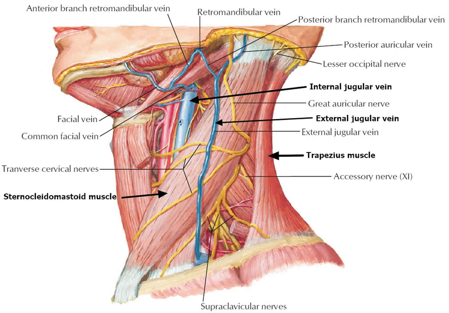 Labeled anatomy diagram of the neck showing veins, nerves, and muscles relevant to neck dissection