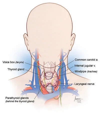 Neck anatomy showing thyroid gland, parathyroid glands, larynx and surrounding structures