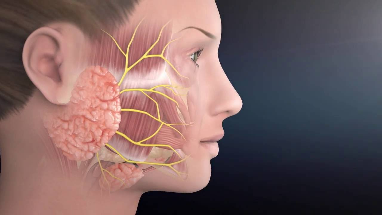 3D illustration of the parotid gland and facial nerve