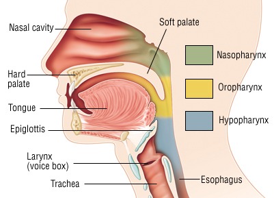 Diagram showing the regions of the pharynx: nasopharynx, oropharynx, and hypopharynx